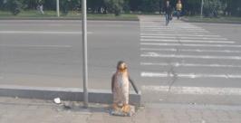 Пингвины в Биробиджане подверглись нападению неизвестных Юрий Скачков