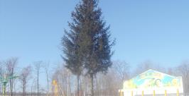 Главную новогоднюю елку ЕАО установили в городском парке Марина Померанцева