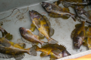 Окунь MagadanMedia