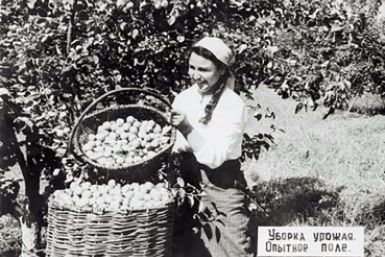 пос. Бира. Уборка урожая Наследие ЕАО