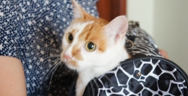 Кошка Мартина Ольга Бойко