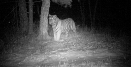 Тигра по кличке Странник зафиксировала одна из фотокамер издательский дом Биробиджан 