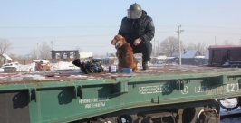 Взрывотехника с собакой вызвали для осмотра подозрительного пакета на вокзале Биробиджана Пресс-служба УМВД России по ЕАО