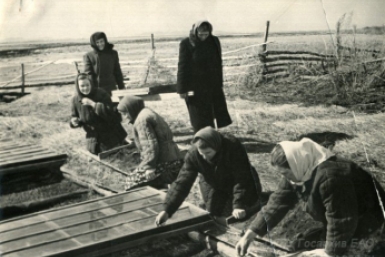 Сельскохозяйственная артель им. Кирова Ленинского района. . 1958 год Госархив ЕАО