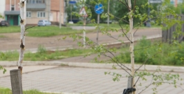 Озеленение Наталья Баграновская