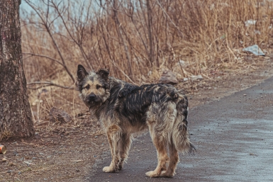 Власти 25 российских регионов не предоставили в Госдуму никакой информации по ситуации с бродячими собаками Мария Смитюк, ИА PrimaMedia