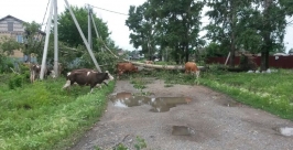 Последствия урагана в п.Николаевка Пресс-служба ГУ МЧС России по ЕАО
