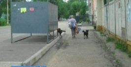 Стаи бездомных бродячих псов нарушают покой жителей с.Валдгейм ЕАО ГТРК &quotБира&quot