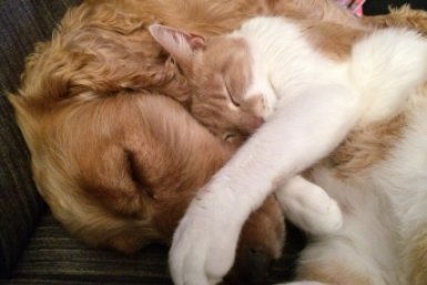 Хозяев собак и кошек в России обяжут поставить домашних питомцев на учет