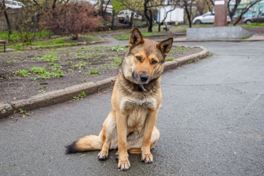 Регионам могут позволить вводить ЧС из-за бродячих собак с правом на их усыпление