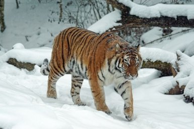 Тематическое фото https://pxhere.com/ru