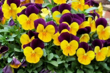 Тематическое фото Pxhere.com