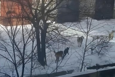 "Когда появятся "человекозащитники"? На собачью свору во дворе пожаловалась биробиджанка 