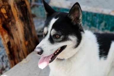 В правительстве РФ одобрили законопроект о конфискации домашних животных у жестоких хозяев