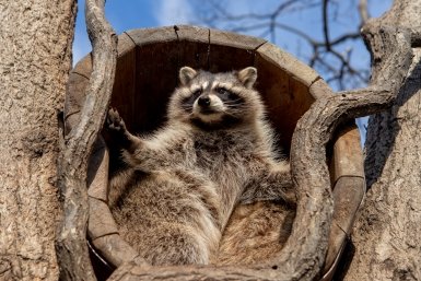 лес, дикие животные, сафари парк, природа, енот Мария Смитюк, ИА PrimaMedia.ru