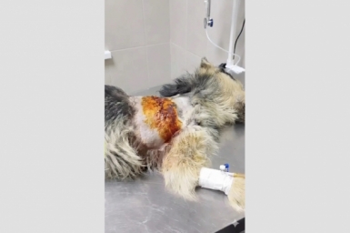 Лишился лапы: из-за равнодушия хозяйки сами спасли тяжелораненого пса волонтеры из ЕАО