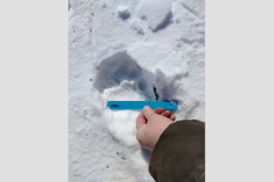 Тигр вышел к пос. Биракан ЕАО: специалисты приступили к отлову