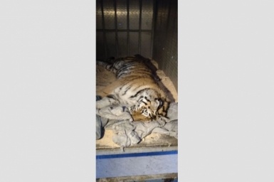 Амурского тигра отловили в окрестностях пос. Биракан ЕАО
