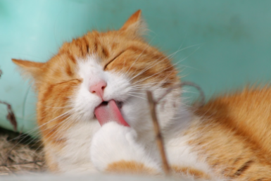 Могут ли домашние животные предсказывать стихийные бедствия? Внезапные факты