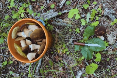 Россиян ждет рекордный сбор грибов в 2026 году из-за обилия снега