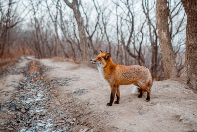 С начала года случаи бешенства диких животных зафиксированы в 5 районах Приамурья Мария Смитюк, ИА PrimaMedia