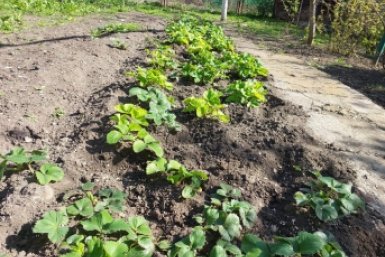 Уязвимое место у пырея: 3 хитрости c почвой, и сорняк удирает с корнями ИА KrasnodarMedia