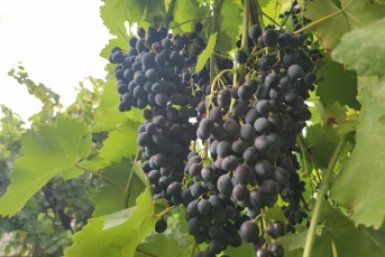 С 1 апреля винограду - срочно: обрабатываем в 2 этапа лозу - тля убегает как от чумы ИА KrasnodarMedia