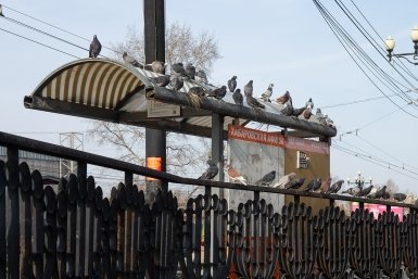 Остановка общественного транспорта, пешеходный переход на улице Павленко, Хабаровск, голуби, птицы, расписание движения автобуса Юлия Матреницкая, ИА AmurMedia.ru