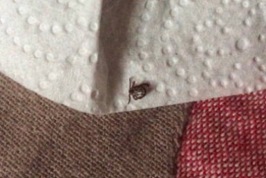 Клещи ненавидят этот запах: мажем прямо в лесу - бесплатно, а эффект на сутки ИА KrasnodarMedia