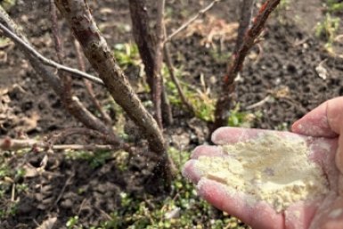 1 стакан крупы - муравьи и клещи убегают вприпрыжку: урожая в 3 раза больше ИА SakhalinMedia