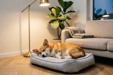 Не дом, а рай для ушей: 5 собак-тихоней - соседи не жалуются на лай ИИ Qwen (18+)