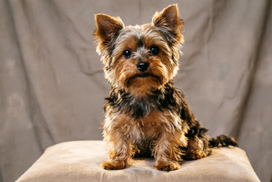 Йорки далеко не для всех: 7 недостатков, о которых умалчивают заводчики ИИ Qwen (18+)