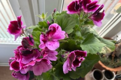 50 мл под куст - и герань королева комнатных растений: весенняя подкормка ИА SevastopolMedia
