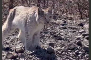 Рысь около месяца &quotдежурит&quot у трассы в Хабаровском крае Скриншот с видео