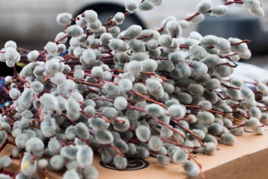 Как правильно хранить вербу и что с ней делать после Пасхи Денис Таушканов, ИА SakhalinMedia