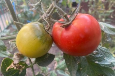 Из 100 томатов эти зреют быстрее: кожица не толстая, а внутри сок - сеем уже в апреле ИА KrasnodarMedia