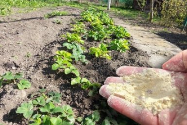 Заправка для клубники в апреле: 1 кг порошка - все кусты в крупной и сладкой ягоде ИА KranodarMedia