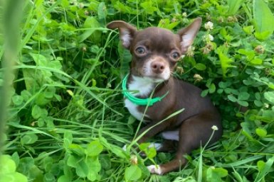 Каким породам собак опасно есть каши - правильные пропорции ИА Stavropol.Media