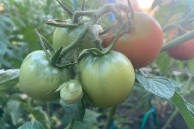 &quotБычье сердце&quot в немилости: 4 новых сорта мясистых томатов - по 10 кг с куста ИА Stavropol.Media