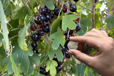 Три муки в апреле - и смородина с 5-рублёвую монету: кусты увешаны ягодами ИА KrasnodarMedia