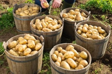 Дачники, это не картофель, а мегазавод: 800 кг с одной сотки - угощаю всех соседей Создано с помощью ИИ
