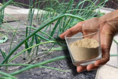 1 стакан на грядку - луковицы с кулак, перья ярко-зеленые: схема полива ИА SakhalinMedia