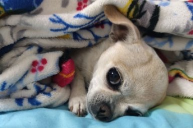 Эти 3 типа людей - враги для собак: злятся даже самые преданные хвостики ИА Stavropol.Media