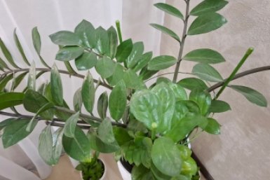 Замиокулькас будет пышнее пальмы: 5 тонкостей в уходе - от света до полива ИА SevastopolMedia