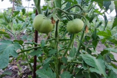 Не томаты, а головная боль: 4 самых худших сорта - кислые и водянистые ИА KrasnodarMedia