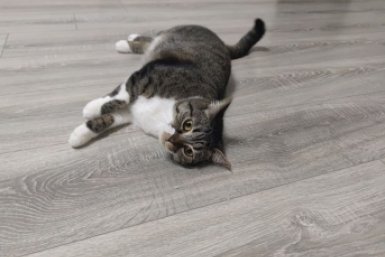 15 лет - слишком мало: сколько на самом деле живут кошки - породы-долгожители ИА Stavropol.Media