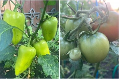 Всего 3 капли, и томаты с перцами - короли грядки: секретная подкормка в апреле ИА KrasnodarMedia