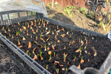 Дачники, запишите лучшие дни для посадки рассады в апреле 2026 ИА KrasnodarMedia