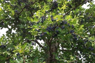 Ирга Сгенерировано при помощи ИИ