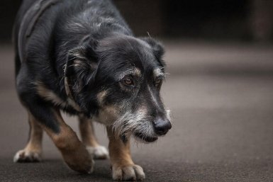 В беде никогда не бросят: названы 4 породы собак, которые защитят хозяина любой ценой Создано при помощи ИИ